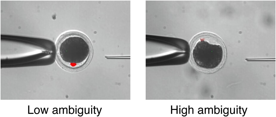 Semantic Segmentation のあいまい性を反映した極体の強調表示